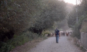 Ferme