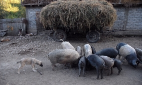 Ferme